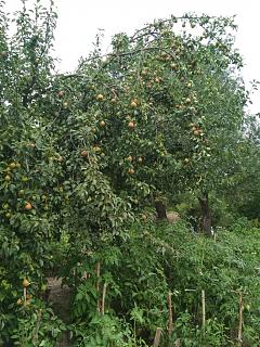 ДАЧА-img_20180728_143155.jpg