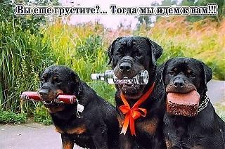 Повышатель настроения-df.....jpeg