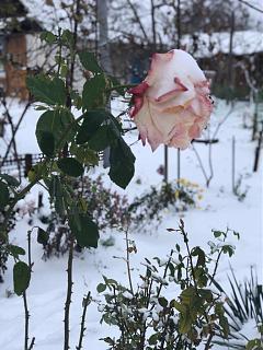 ДАЧА-img-20181113-wa0008.jpg