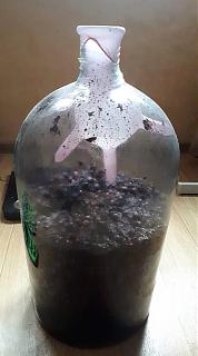 Вино-domashnee-vino.jpg