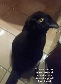 Братья наши меньшие-_jo6ewad8vi.jpg