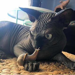 Братья наши меньшие-cat.jpg