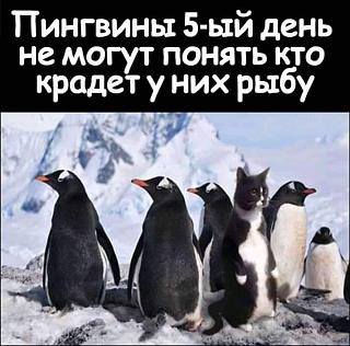Повышатель настроения-pingviny.jpg