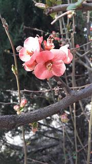 Ну и погодка!-20190308_155046.jpg