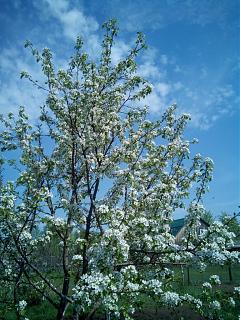 ДАЧА-img_20190510_110842.jpg