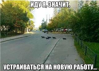 Черный юмор. Или не юмор.-na-rabotu.jpg