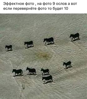 Просто прикольно-osly.jpg
