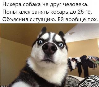 Повышатель настроения-1574440094_13673517.jpg