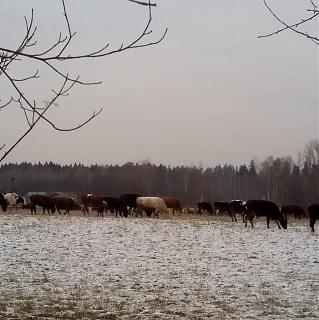 Трынделка-img_20191128_153404.jpg