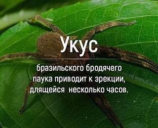 Черный юмор. Или не юмор.-ukus-pauka.jpg