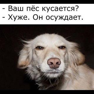Повышатель настроения-719433506915b7e48411677bbd19cd9d.jpg