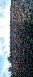 ДАЧА-img_20200411_161700.jpg