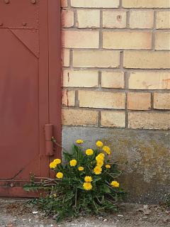 Трынделка-img_20200427_150156.jpg
