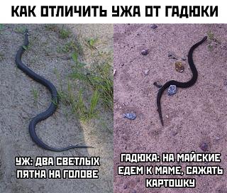 Повышатель настроения-gadyuka.jpg
