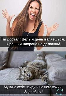 Повышатель настроения-kot.jpg