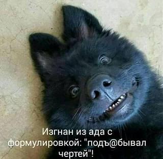 Повышатель настроения-izgnan.jpg