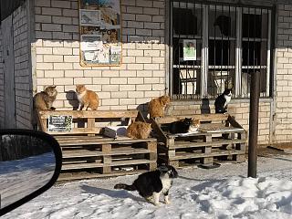 Просто прикольно-img_20210206_130323.jpg