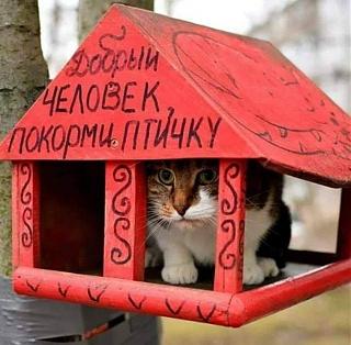 Повышатель настроения-pokormi-ptichku.jpg