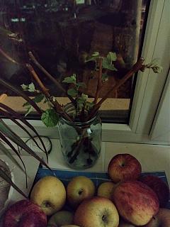 ДАЧА-img_20210406_213217.jpg