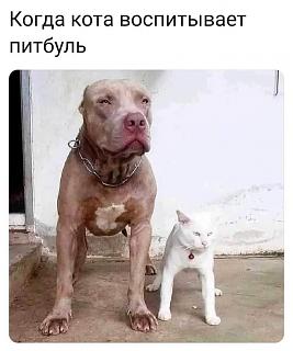 Братья наши меньшие-img-20210918-wa0002.jpg