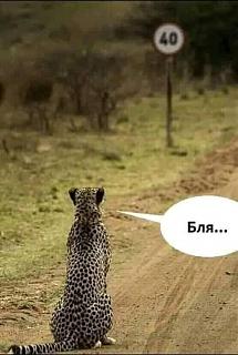 Пикчи на автомобильную тему-gepard.jpg