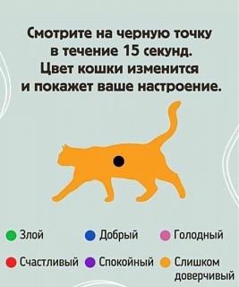 Просто прикольно-cvet-koshki.jpg